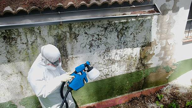 Trusted Mold Removal service in Wimauma, FL - Cheap Mold Removal